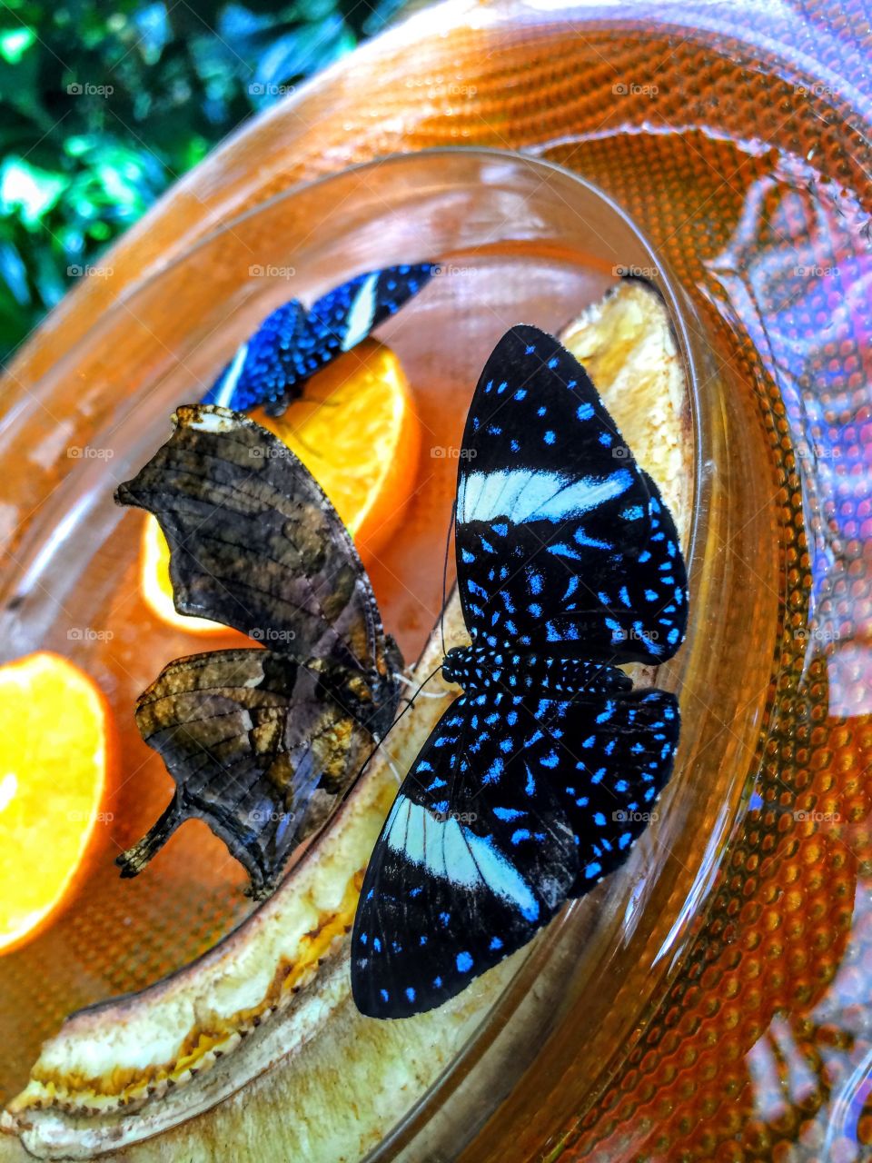 Butterfly with orange fruit