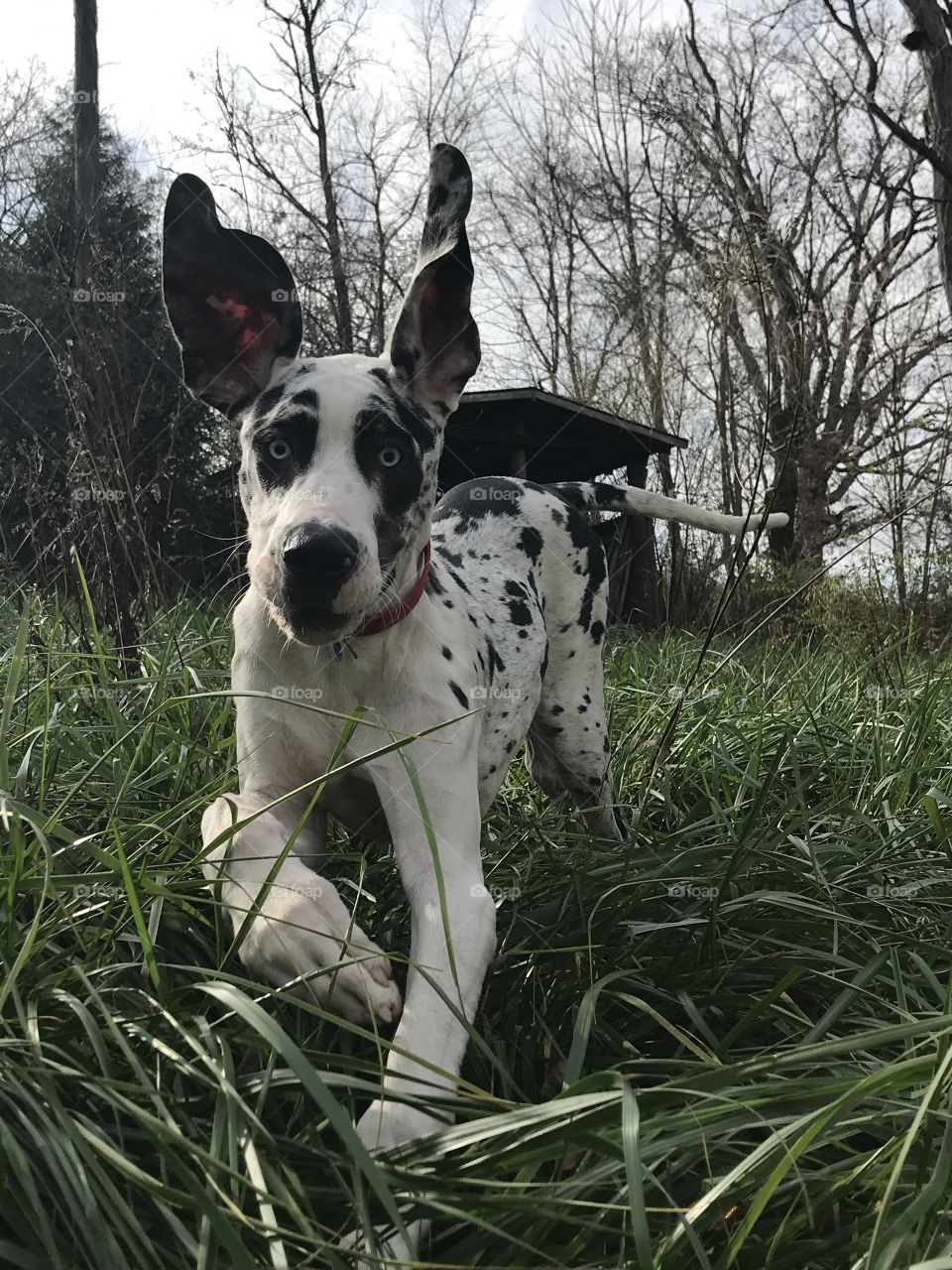 Those ears!