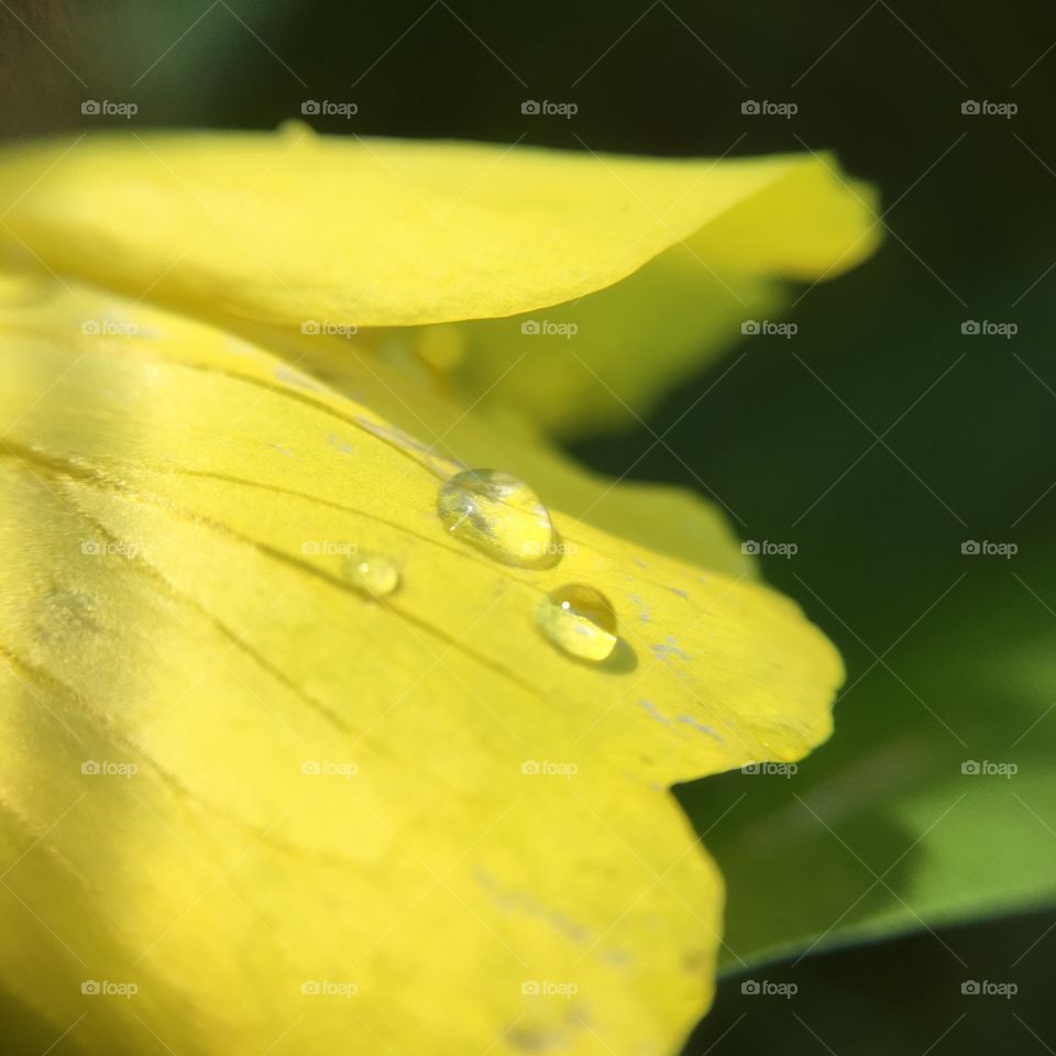 Rain drop in yellow flower