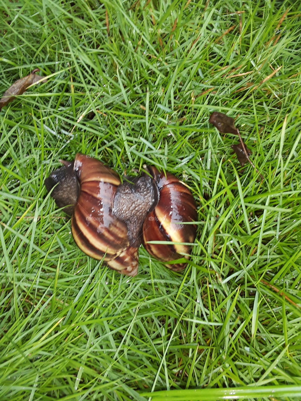 garden snail, cornu aspersum, known by the common name garden snail.,is a species of land snail.
scientific name:cornu aspersum
higher classification:helix
speed:0.047km/h
family:helicidae
kingdom:animalia
clutch size:80