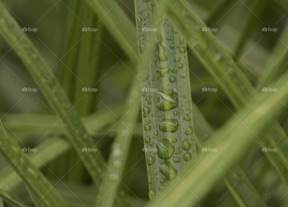 Water droplets, morning raindrops on grass