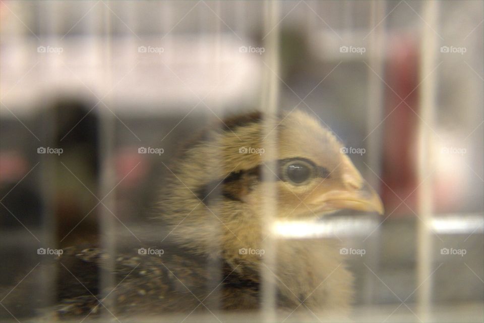 Baby Chick Inside Incubator