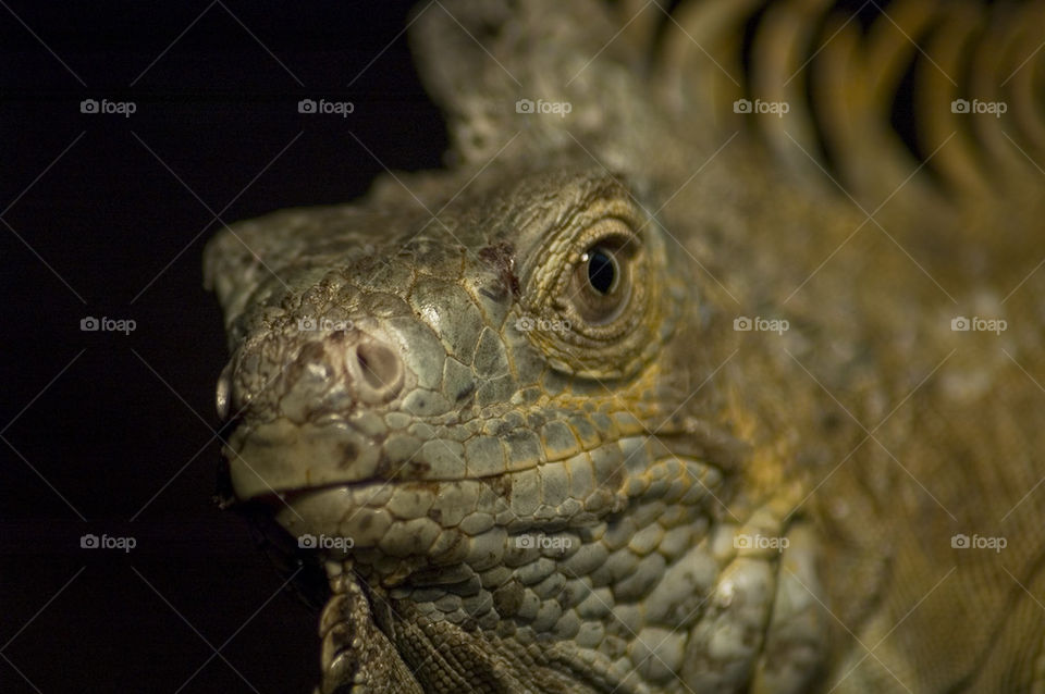 Green iguana