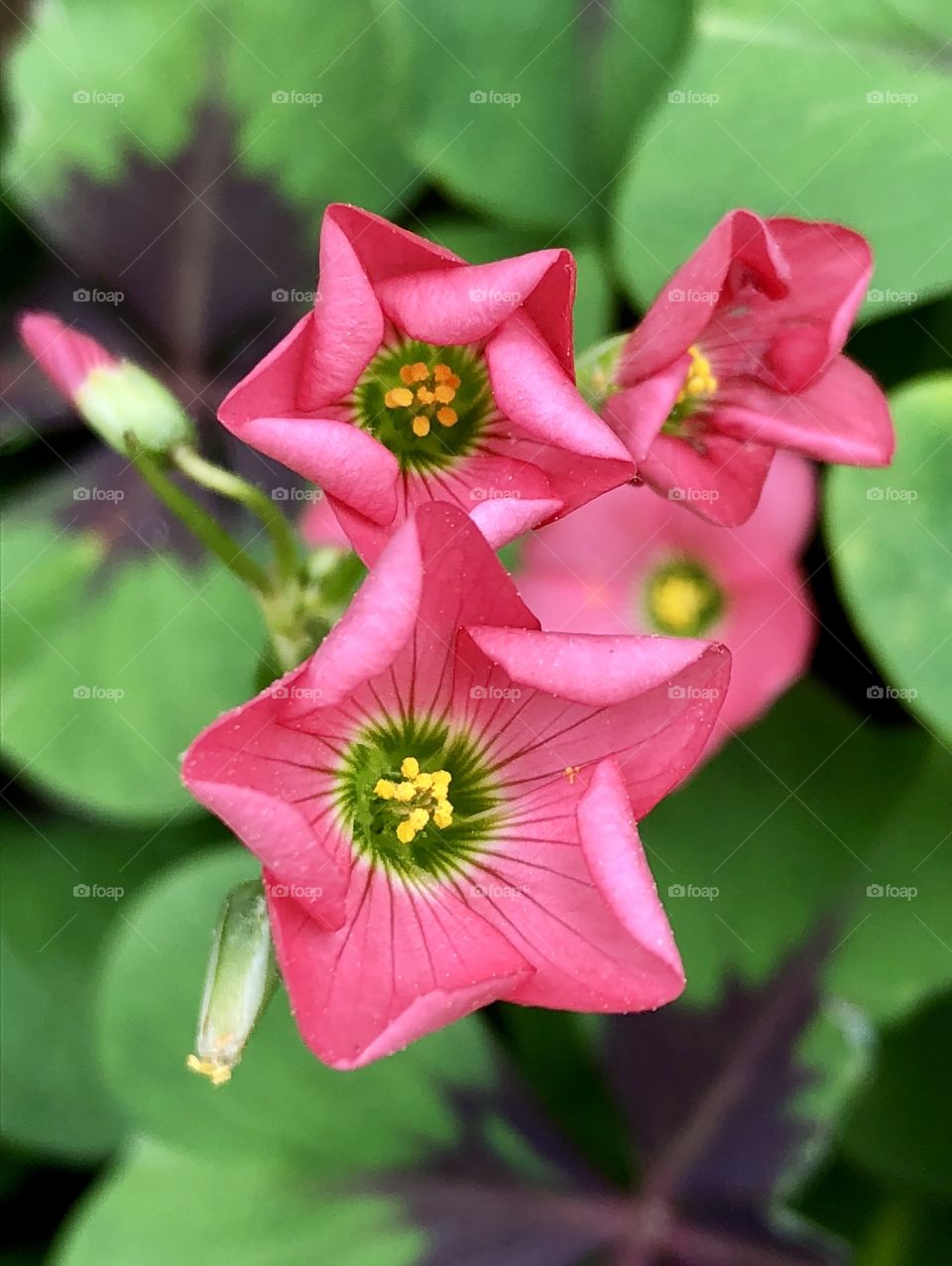 Tiny wild pinks unfold their bright colors hidden beneath two-toned clover; look closely to see the beauty of the tiny world-