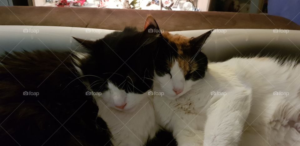 2 chats dorment ensemble