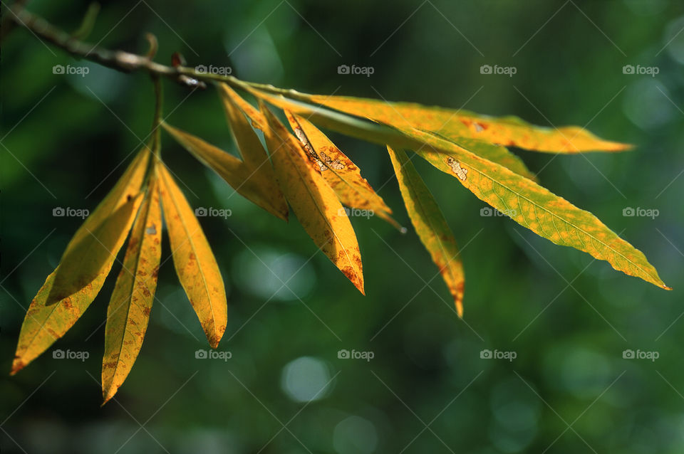 Close-up of yellow leaf