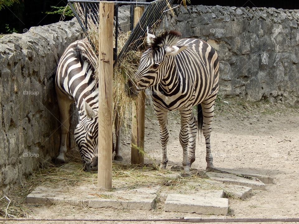 Zebras in the Krakow zoo 