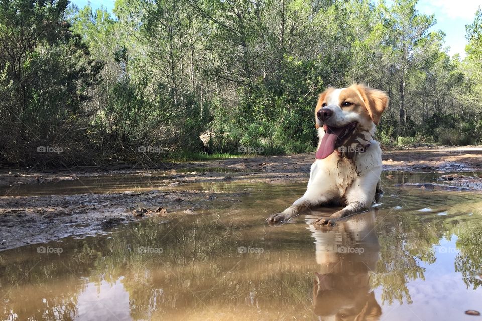 Dog lying in a muddy puddle 