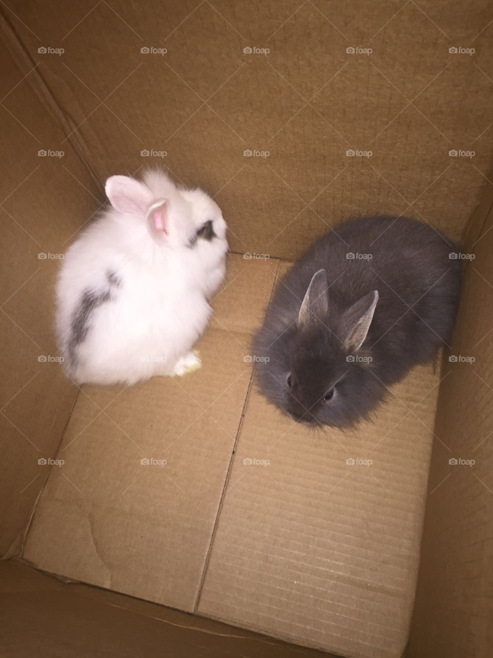 My new little bunny’s. 