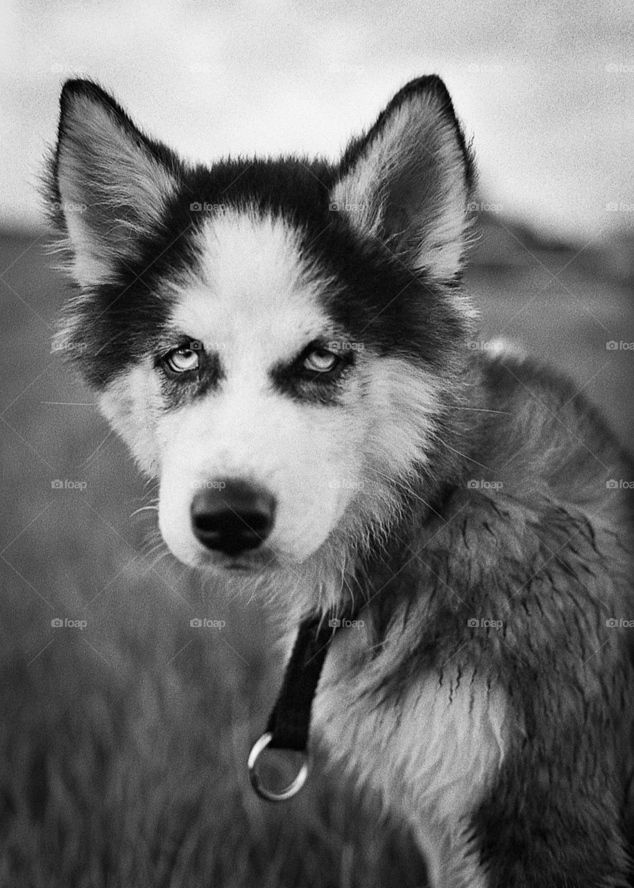 dog animal puppy husky by kozjar