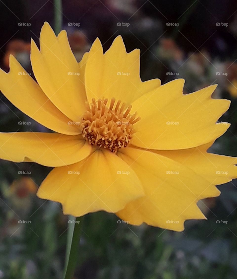 Yellow flower is captured from front