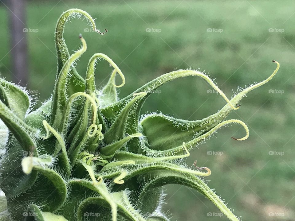 Really cool looking sunflower before it began to bloom