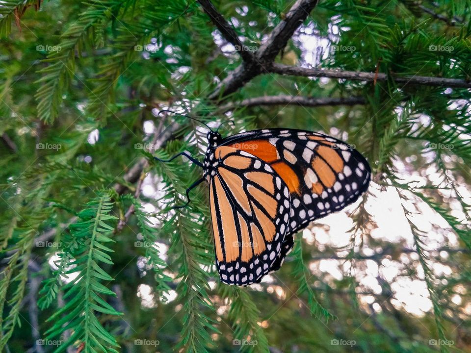 Monarch Butterfly in a Cypress tree at golden hour