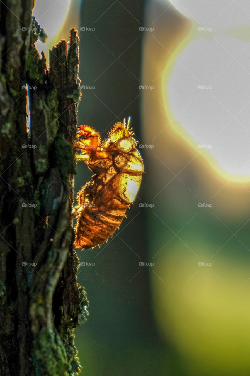 The exuvia, or exoskeleton, of a cicada on the trunk of a pine tree, backlit by the morning sunlight. Raleigh North Carolina. 