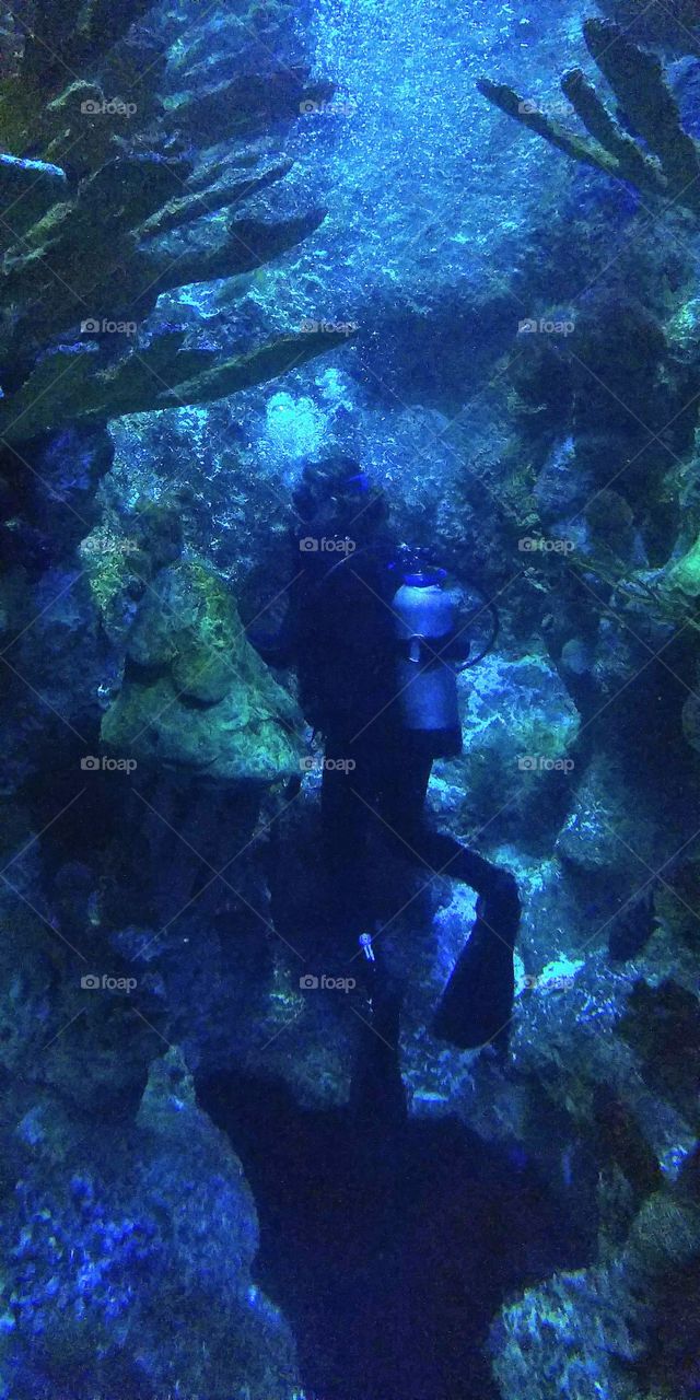 diver in the big tank at Boston Aquarium
