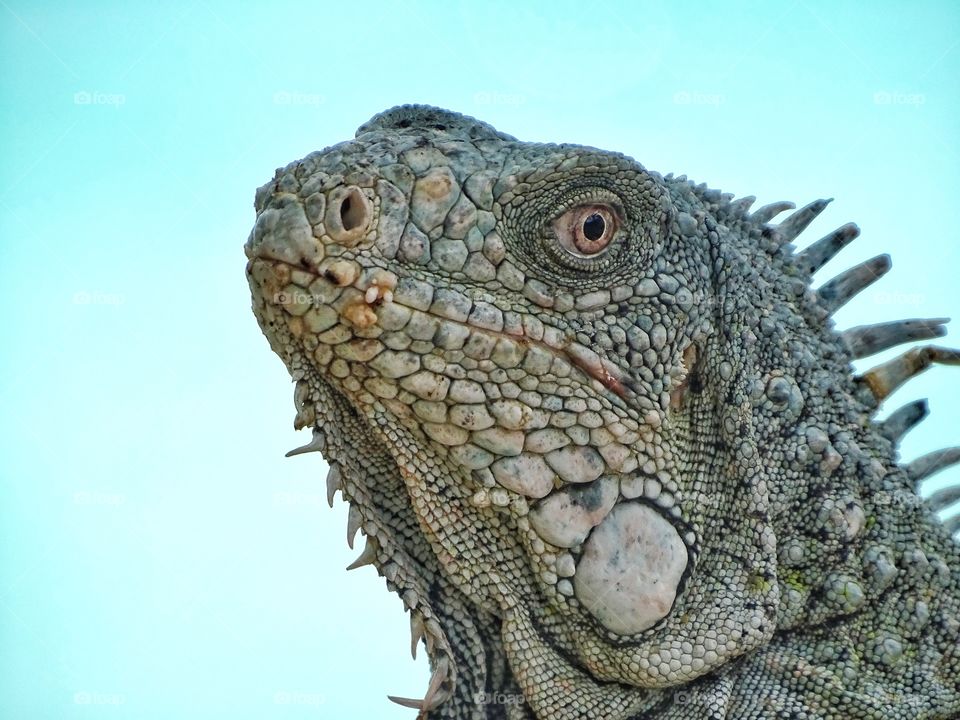 Iguana