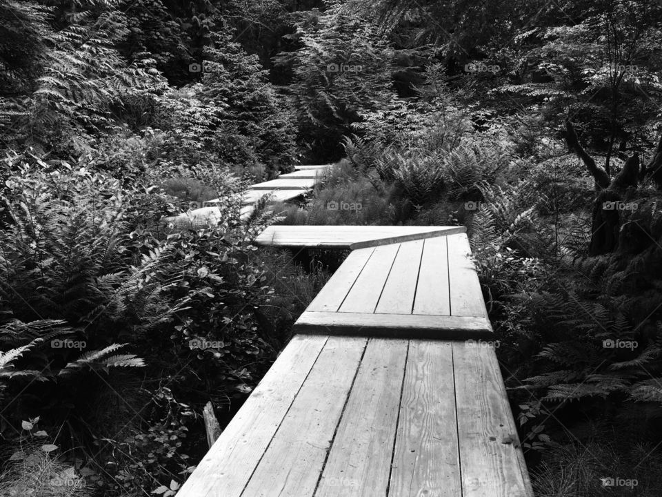 Wooden Walkway through bog