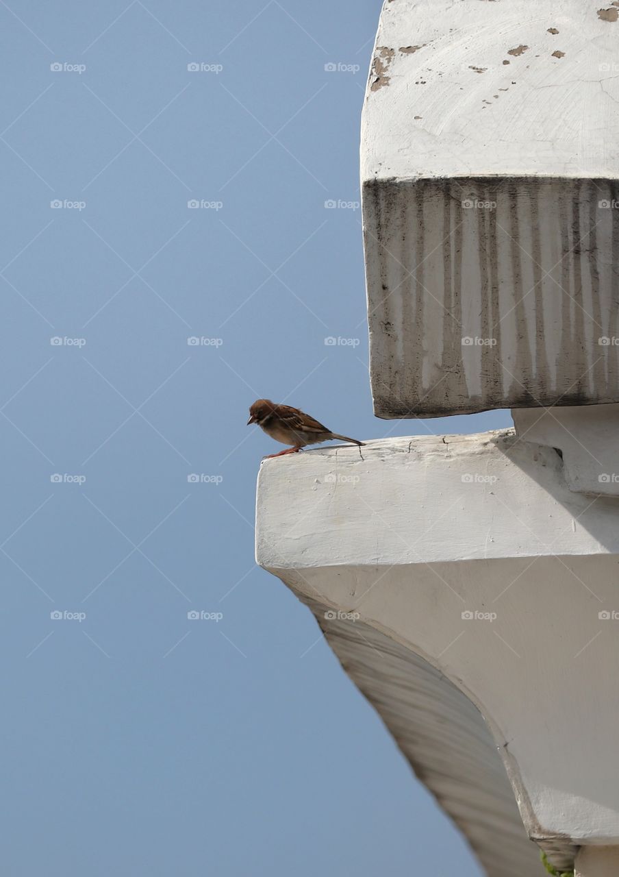 bird catched on the roof