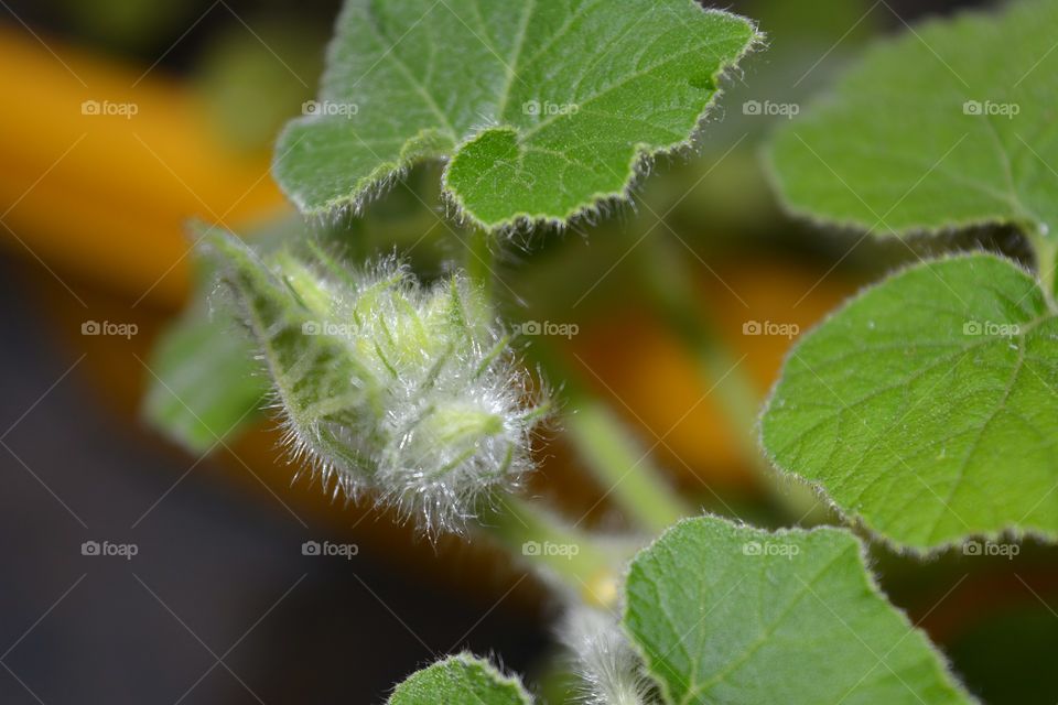 green buds pumpkin