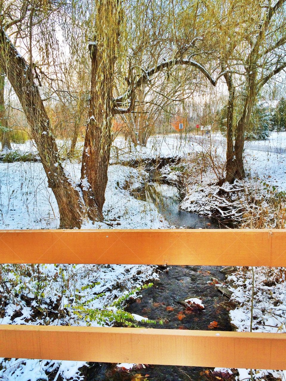Snow falling on Willows