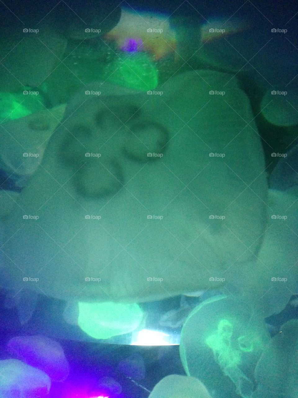 Sea foam jelly fish
