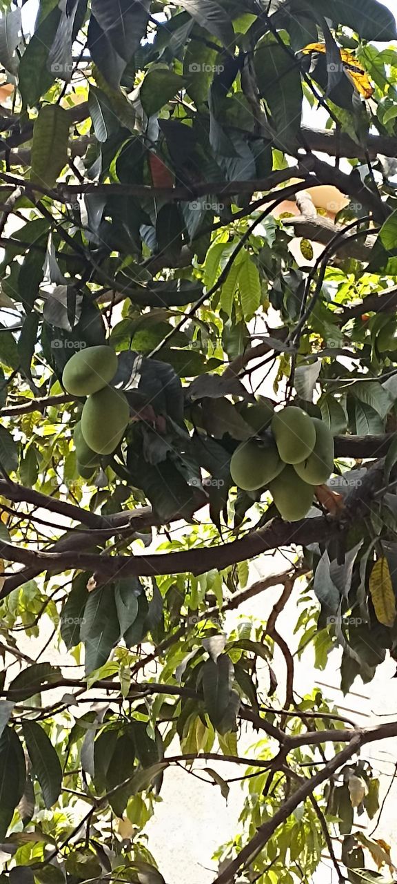 The season of mangoes everyone loves this fruit, in its all form. used for many puddings and cakes, shakes etc
