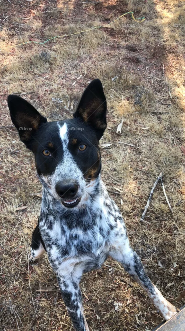 Dog