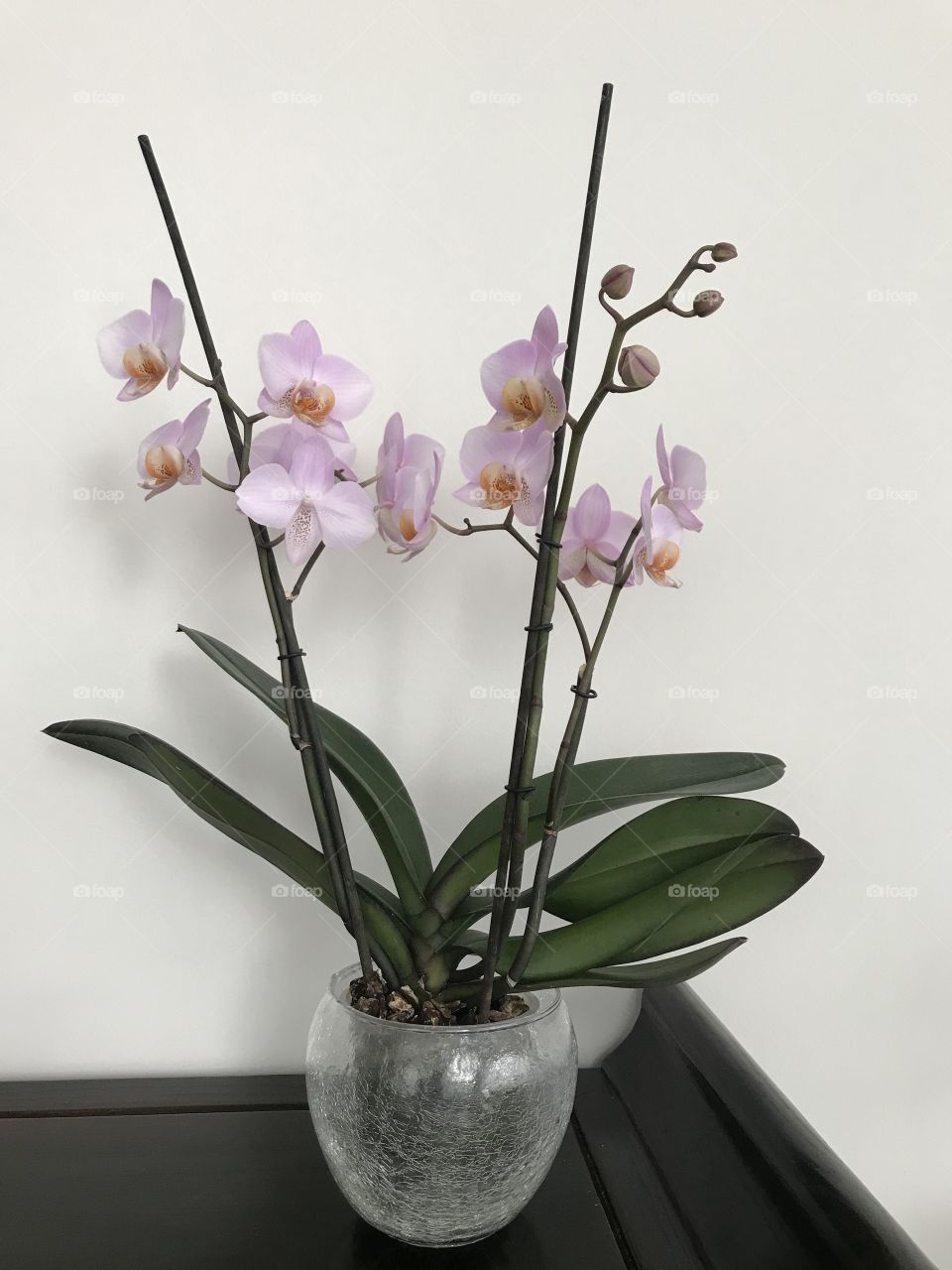 My blooming orchids 