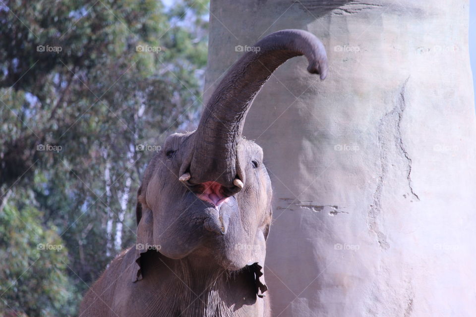 Close-up of elephant
