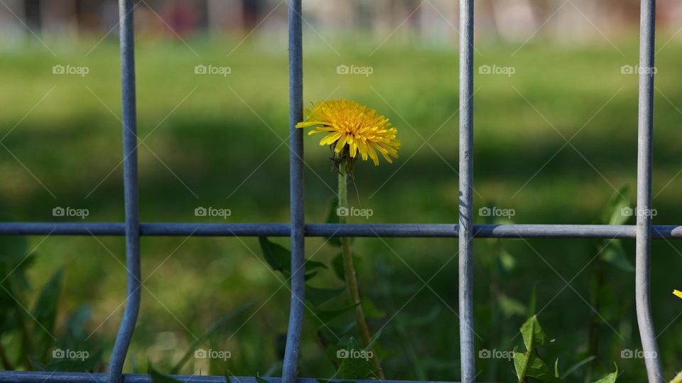 Dandelion behind fence