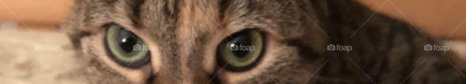Cat eye 