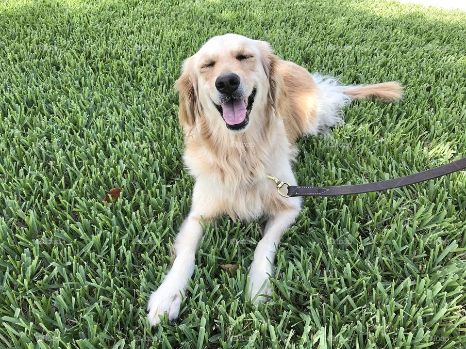 Happy golden retriever dog 