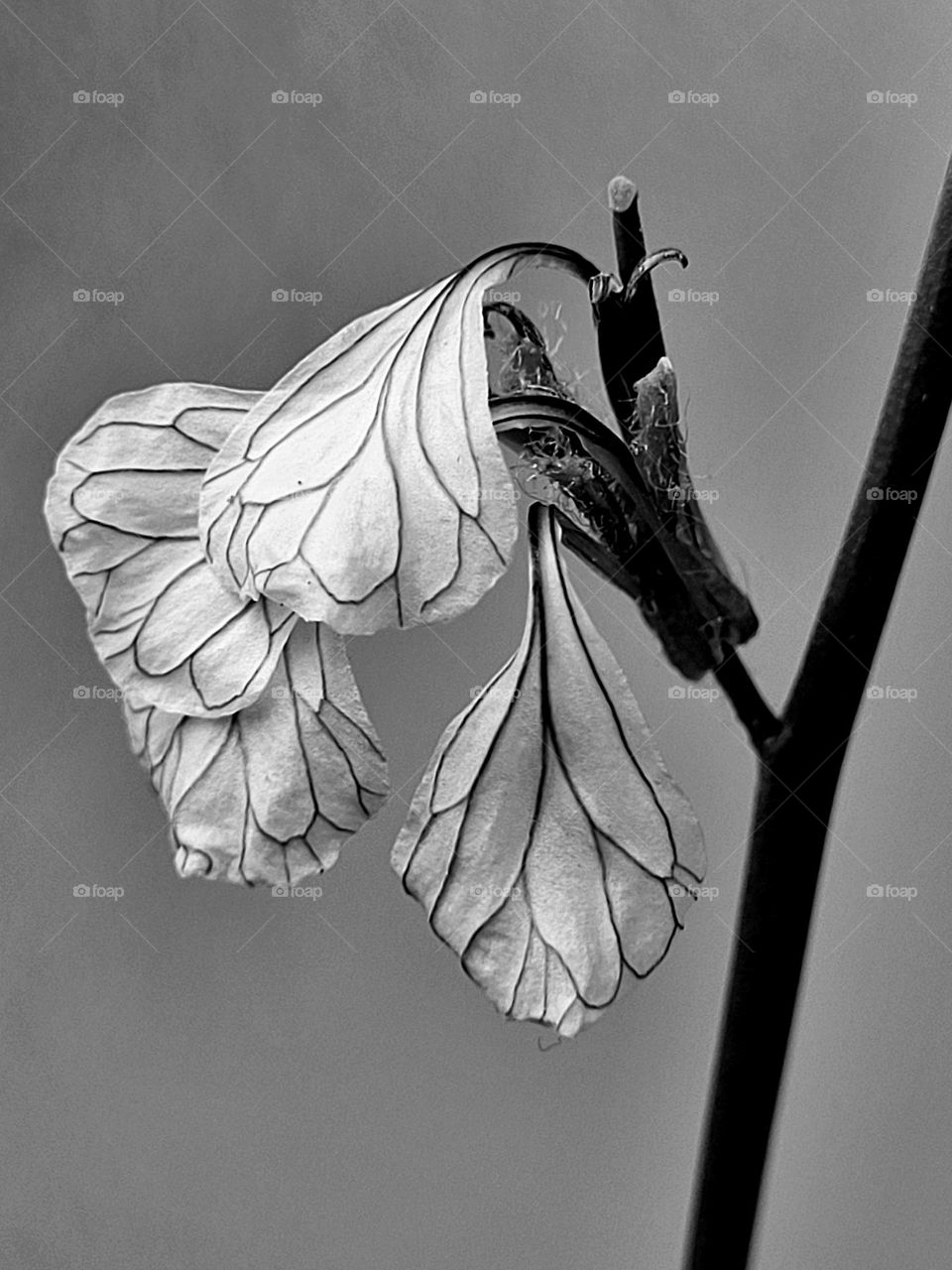 The leaves of a aragula plant's  flowers looks like the wings of a aporia crataegi butterfly