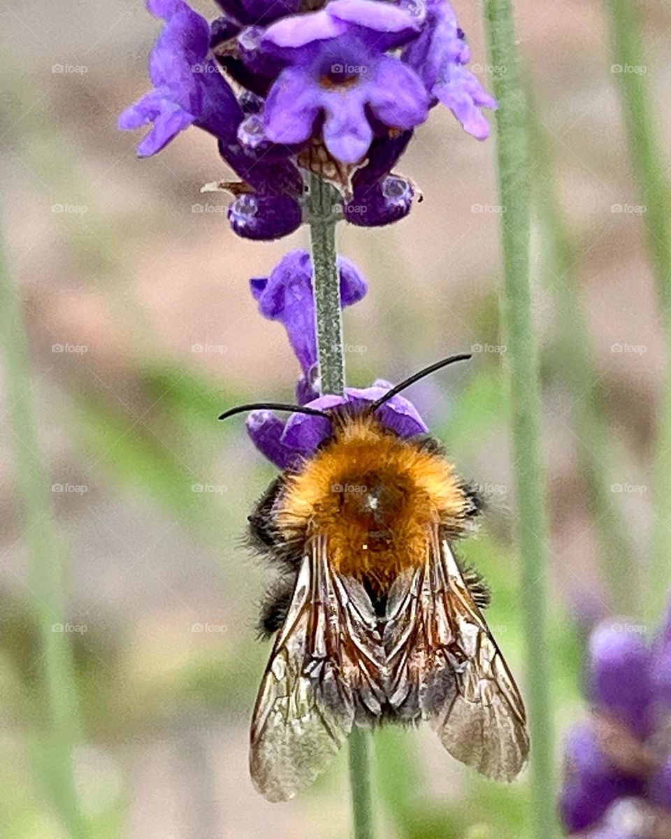 Bumblebee sitting on lavender 