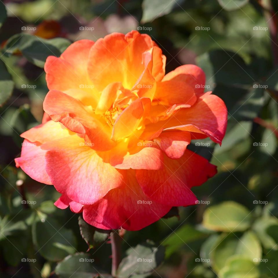pink orange and yellow flower