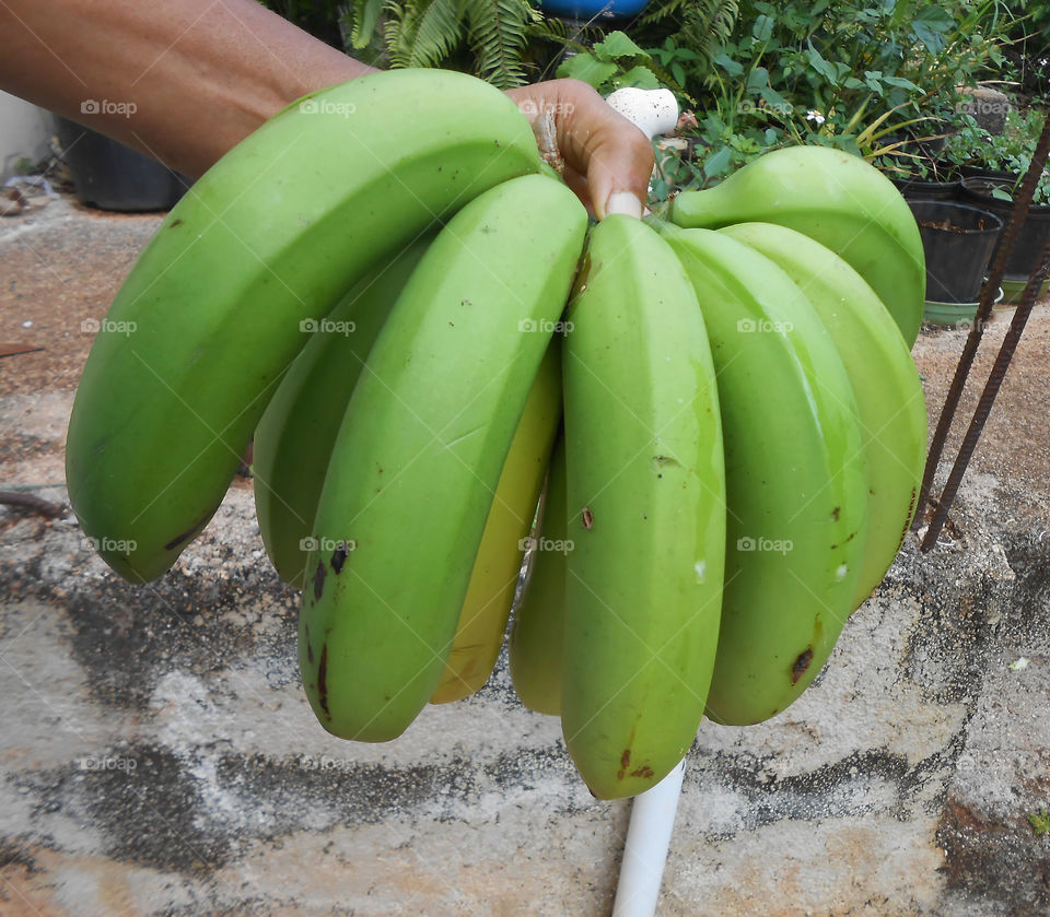 Holding Unripe Bananas