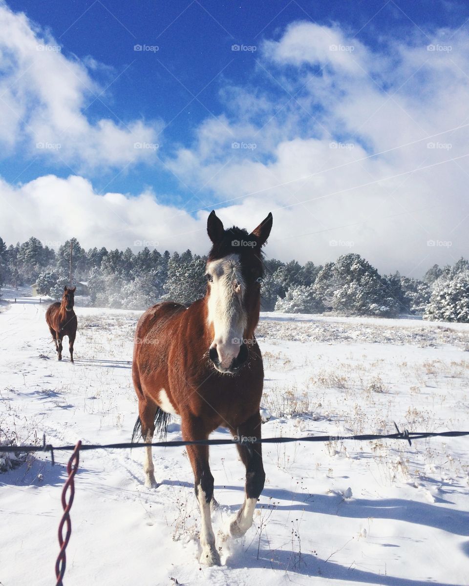 Post snow fall with these beauties! 
Tijeras, NM
12/13/15