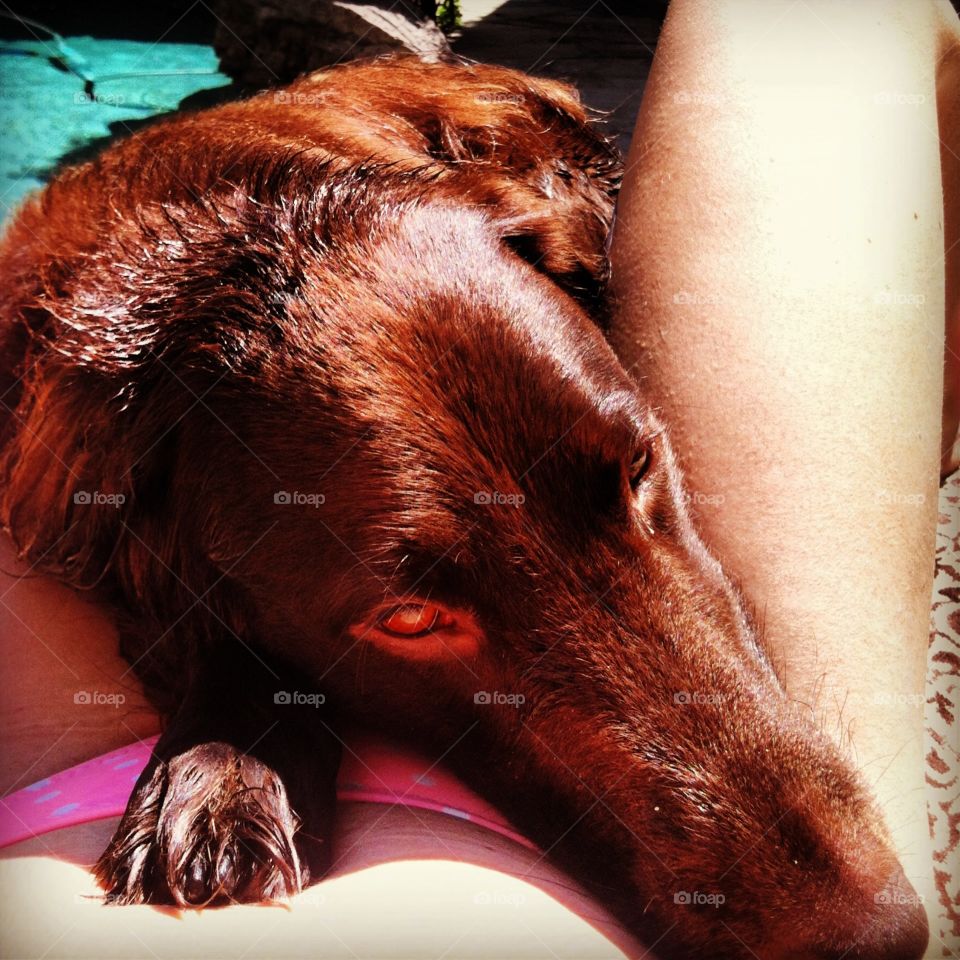 Lap Dog. It can be hard to get a tan when he just wants to sit in your lap!