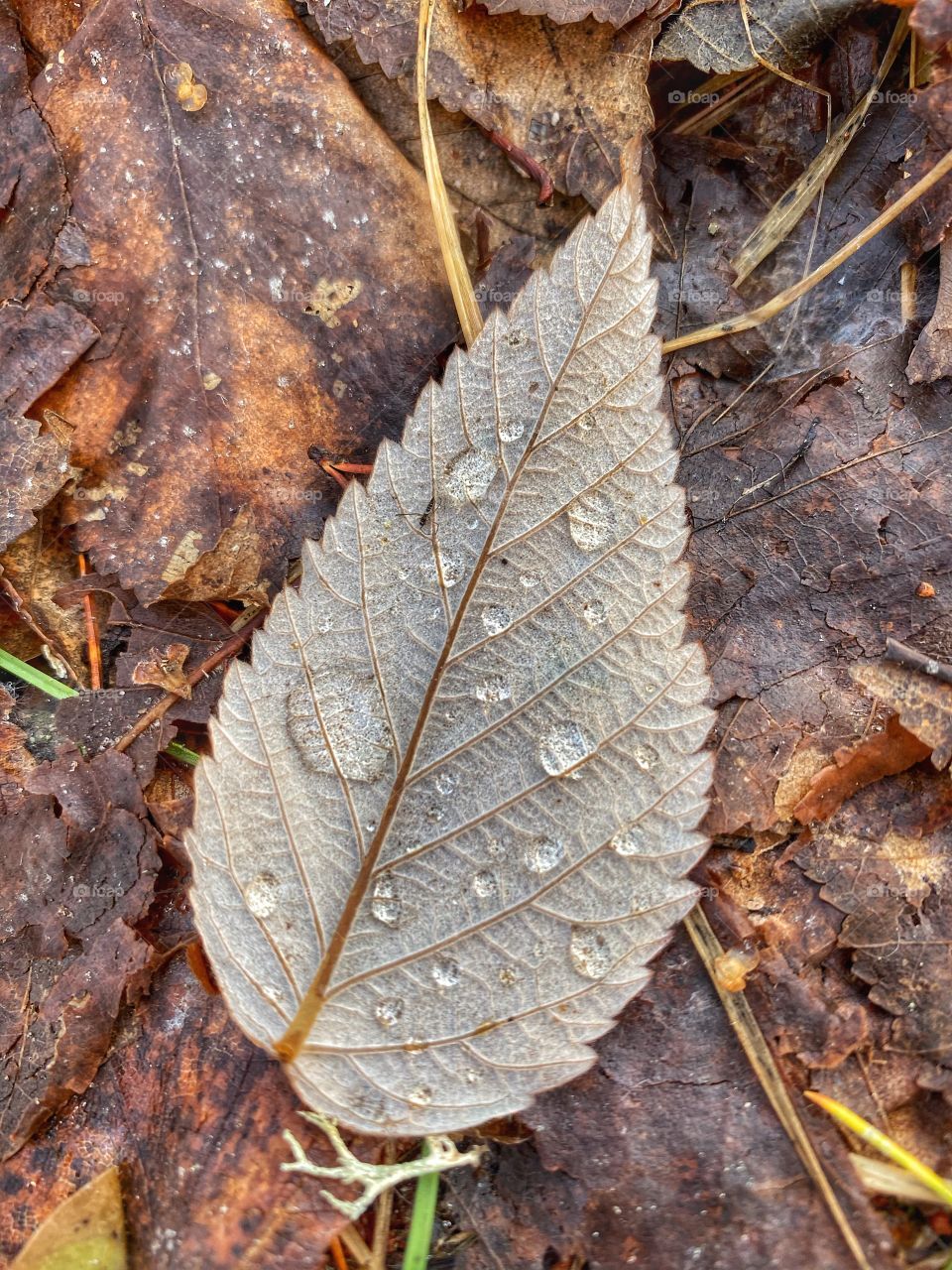 Leaf 