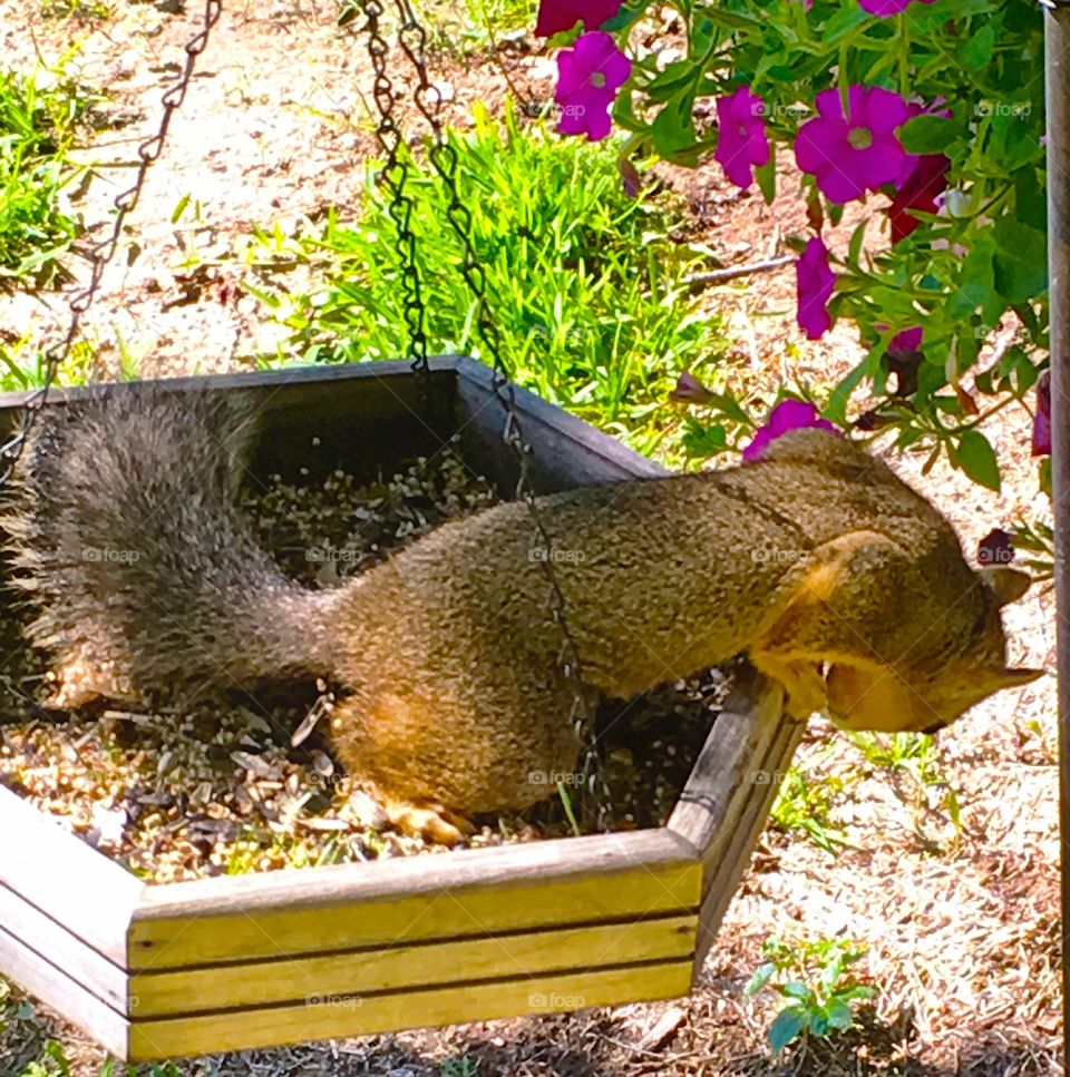 Hungry squirrel trying to climb down from a bird feeder 