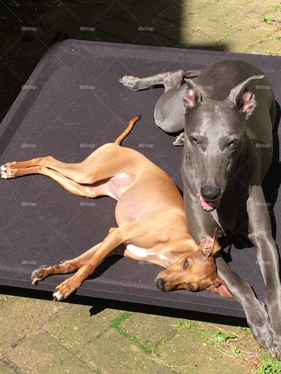 Amber the Italian greyhound puppy and Libby the whippet relaxing in the garden together in the summer sun 