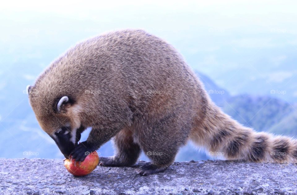 raccoon eating apple