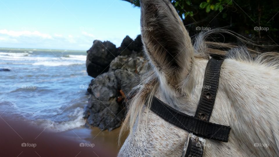 Horseback on the beach viewing the ocean