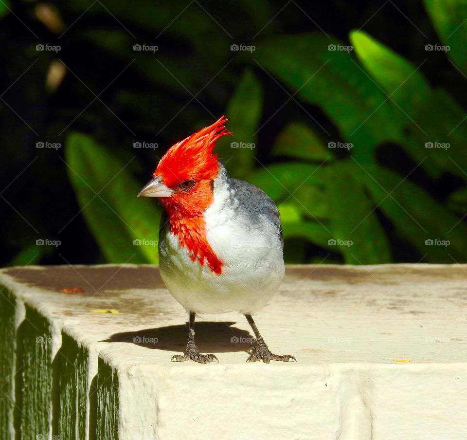 Red Headed Cardinal