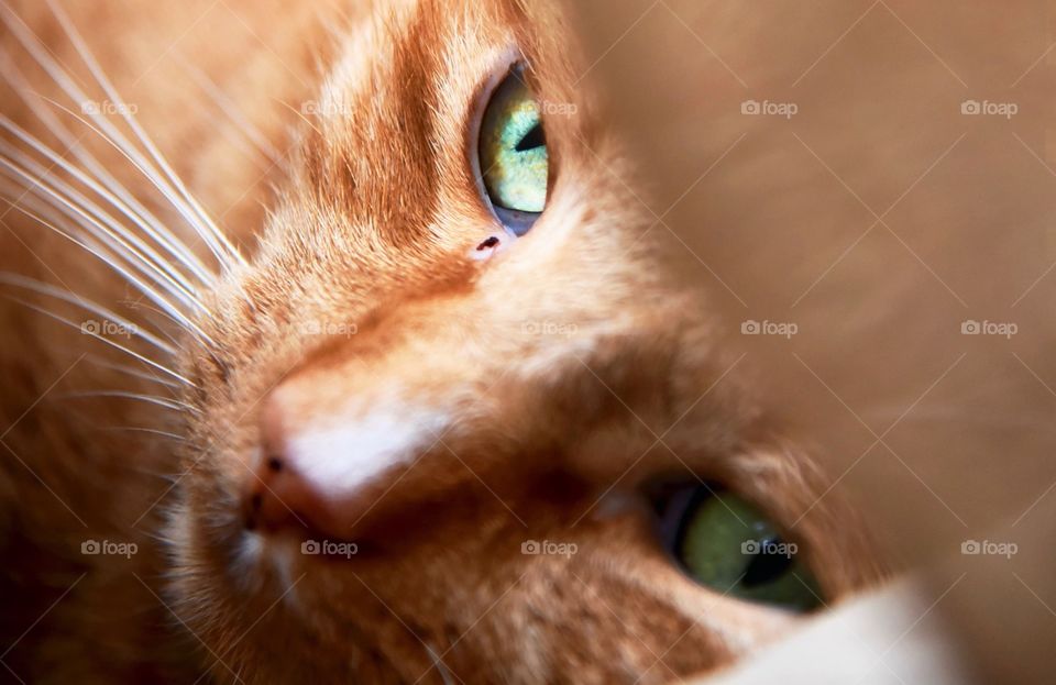 closeup of a house cat with mesmerizing green eyes 