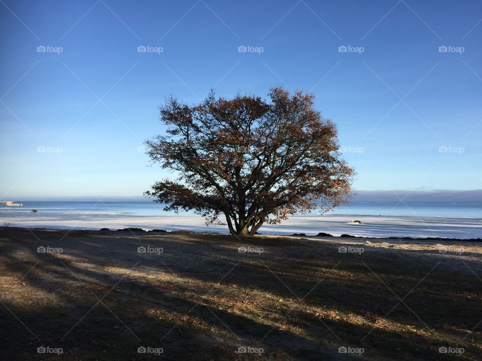 Oaktree at Vita Sand, Kalmarsund, Sweden 
