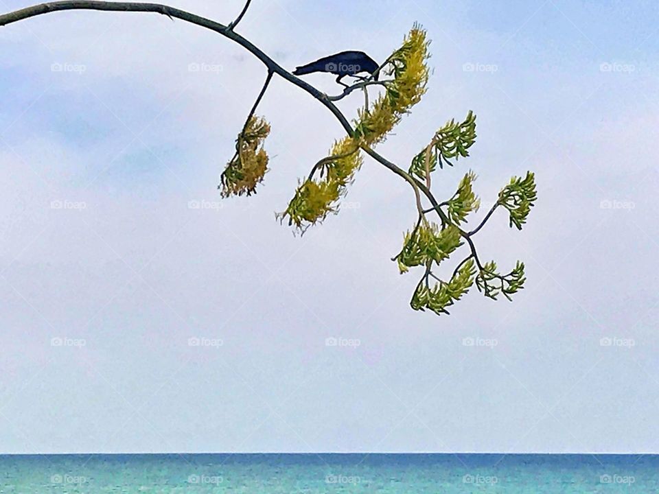 Bird feeding on Agave nectar