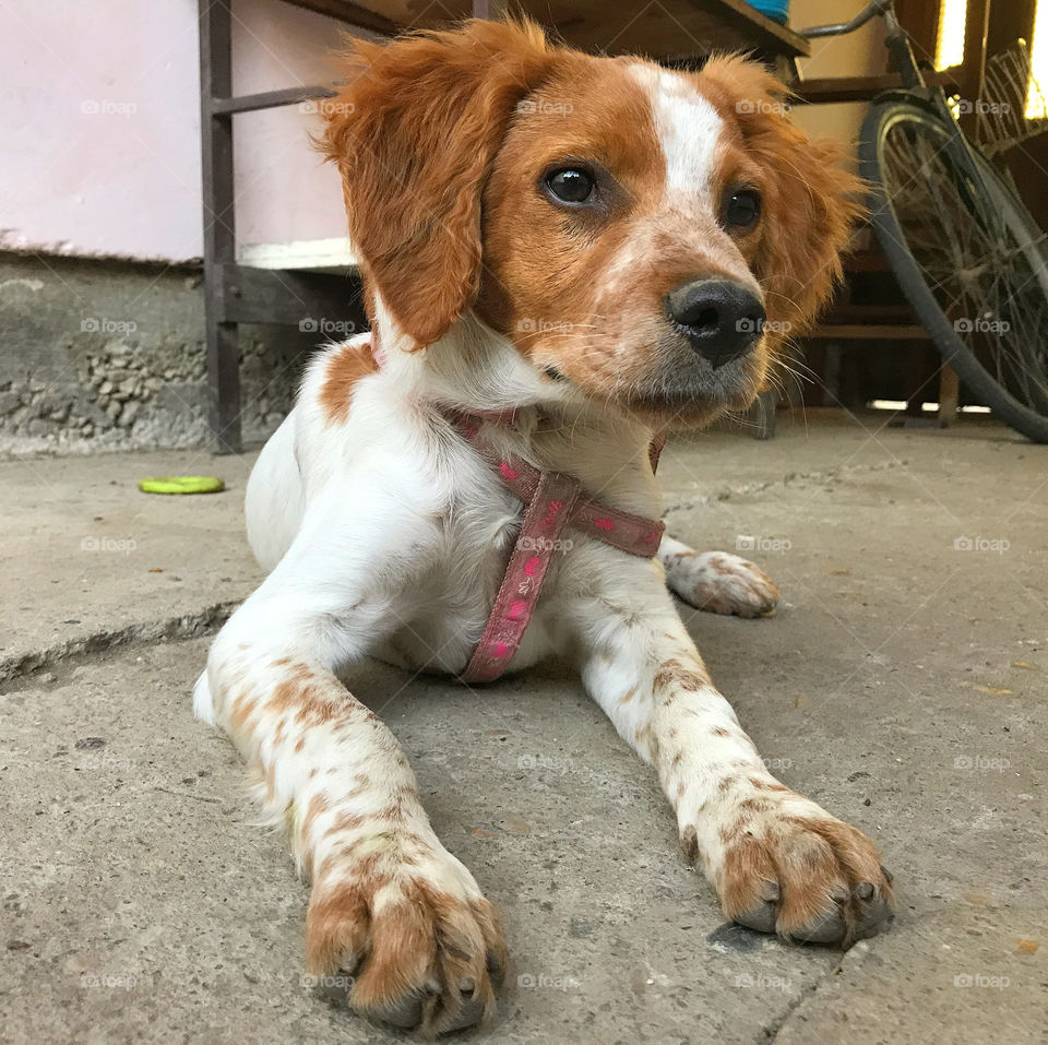 Brittany spaniel dog breed, little puppy laying on the ground, looking in the distance.