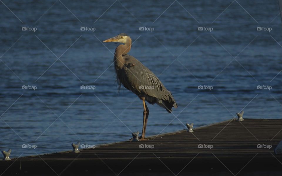 Blue Egret on a Beach Dock