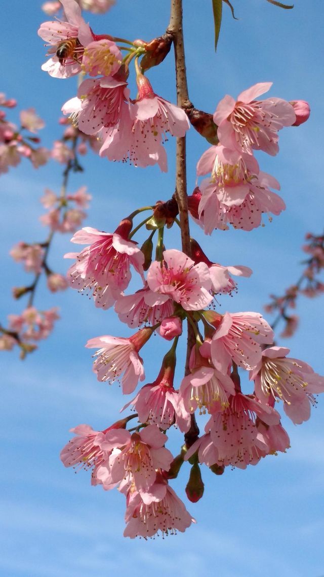 Cherry blossom
